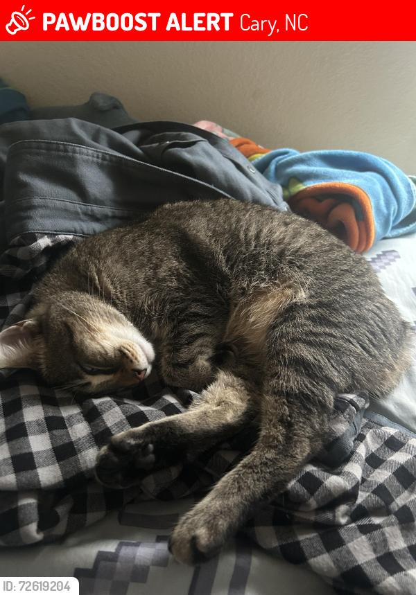 Lost Female Cat last seen In the neighborhood, Cary, NC 27513