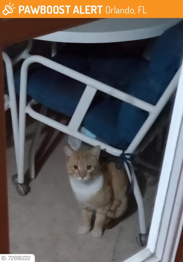 Found/Stray Unknown Cat last seen Simmons , Orlando, FL 32812