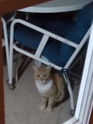 Found/Stray Unknown Cat last seen Simmons , Orlando, FL 32812