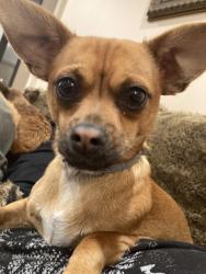 Lost Female Dog last seen Imperial hwy and Normandie , Los Angeles, CA 90047