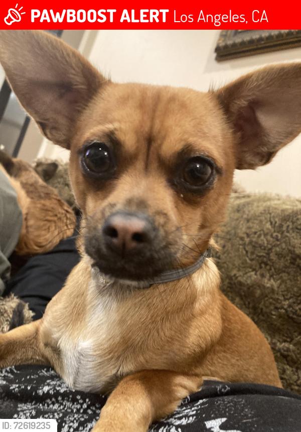 Lost Female Dog last seen Imperial hwy and Normandie , Los Angeles, CA 90047