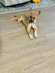 Lost Female Dog last seen Fulton and Irvington st, Houston, TX 77022