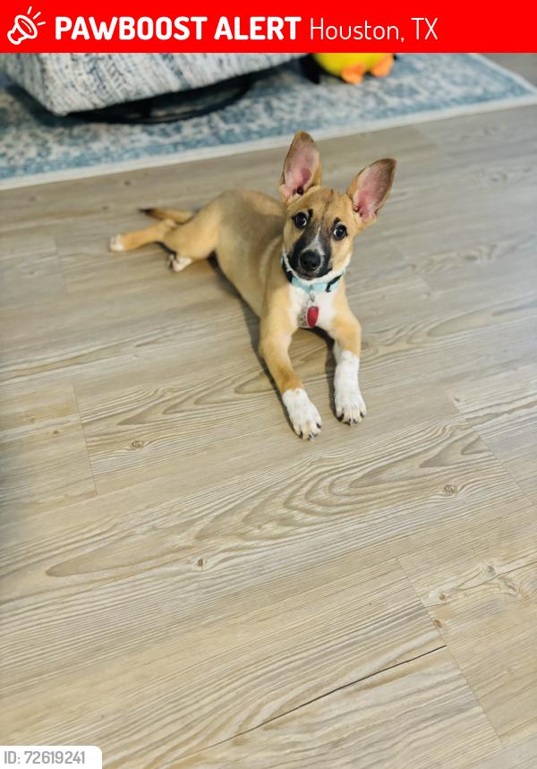 Lost Female Dog last seen Fulton and Irvington st, Houston, TX 77022