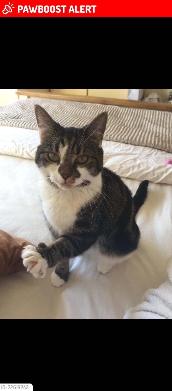 Lost Female Cat last seen Marvels Close Grove Park London SE12 9PB, Greater London, England SE12 9PB