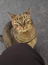 Lost Female Cat last seen Penman Road, Jacksonville Beach, Jacksonville Beach, FL 32250