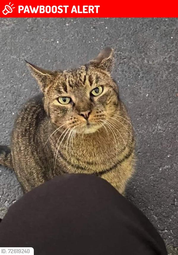 Lost Female Cat last seen Penman Road, Jacksonville Beach, Jacksonville Beach, FL 32250