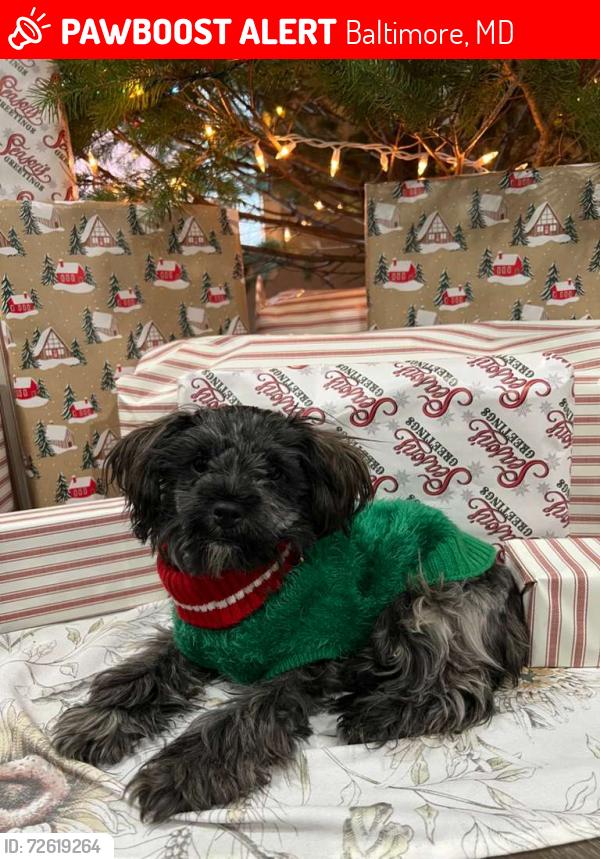 Lost Female Dog last seen ward and bayard, Baltimore, MD 21230