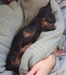 Lost Male Dog last seen Pleasure Dr, Pleasant Grove Rd, baker cr, Waxhaw, NC 28173