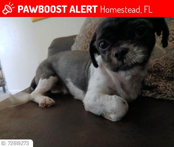 Lost Female Dog last seen The road behind mikes pizzaria, and an intersection , Homestead, FL 33035