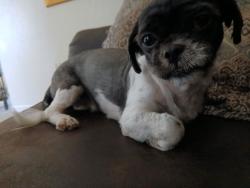 Lost Female Dog last seen The road behind mikes pizzaria, and an intersection , Homestead, FL 33035