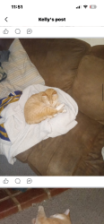 Lost Male Cat last seen Near and 82, Unionville, PA 19375