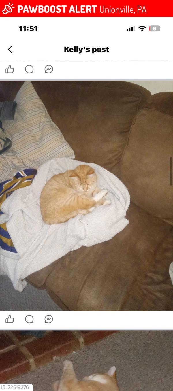 Lost Male Cat last seen Near and 82, Unionville, PA 19375
