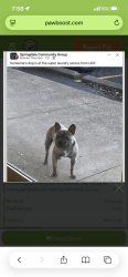 Lost Male Dog last seen Udf Springdale , Springdale, OH 45246