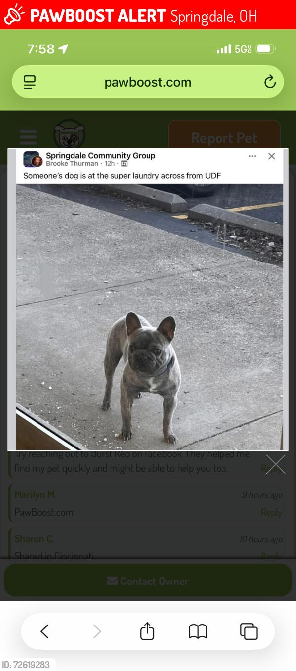 Lost Male Dog last seen Udf Springdale , Springdale, OH 45246