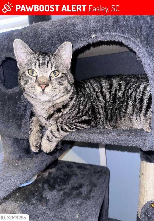 Lost Male Cat last seen Robinson Funeral , Easley, SC 29642