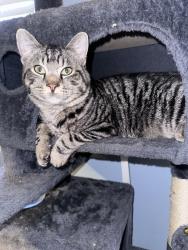 Lost Male Cat last seen Robinson Funeral , Easley, SC 29642