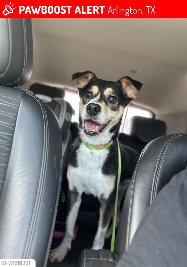 Lost Female Dog last seen Dawnview st and Concord Dr, Arlington, TX 76014