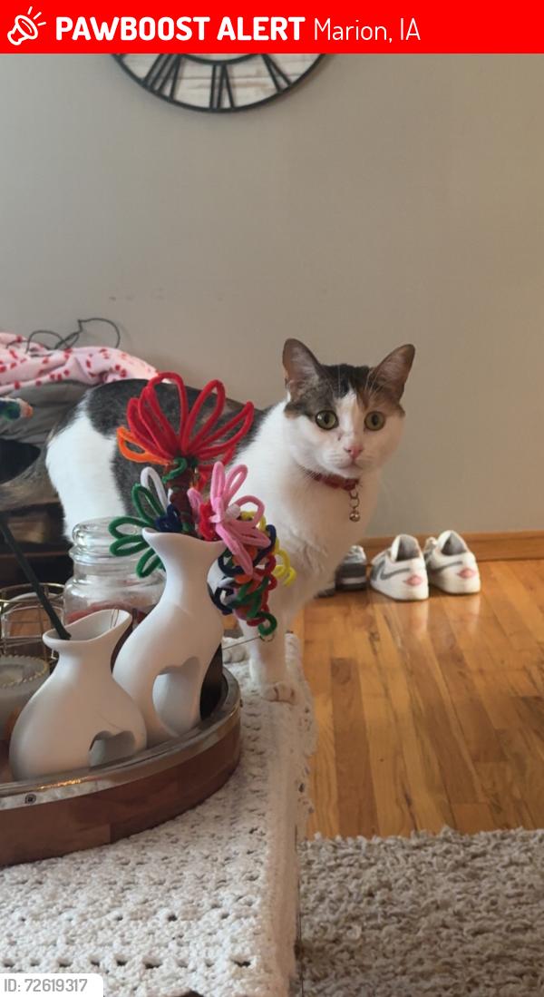 Lost Female Cat last seen Lindale dr- Caseys, Marion, IA 52302