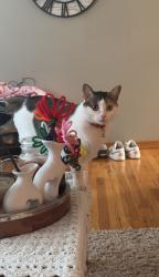 Lost Female Cat last seen Lindale dr- Caseys, Marion, IA 52302