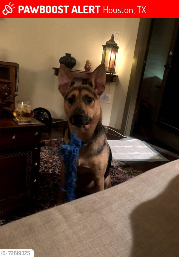 Lost Female Dog last seen carmax, Houston, TX 77002
