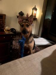 Lost Female Dog last seen carmax, Houston, TX 77002