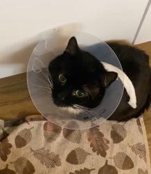 Lost Male Cat last seen Coventry pdsa pet hosp , West Midlands, England CV6 1DT