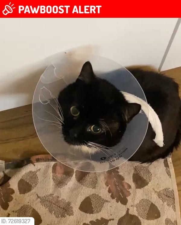 Lost Male Cat last seen Coventry pdsa pet hosp , West Midlands, England CV6 1DT
