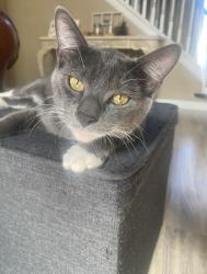 Lost Male Cat last seen Fleming Island Plantation , Orange Park, FL 32003