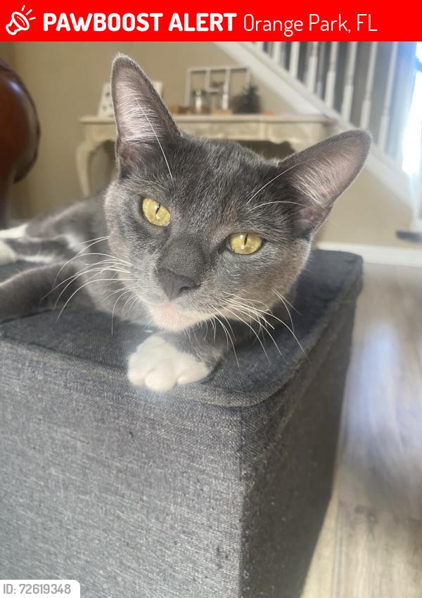 Lost Male Cat last seen Fleming Island Plantation , Orange Park, FL 32003