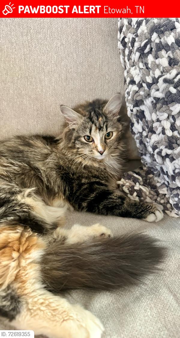 Lost Female Cat last seen City of etowah, Etowah, TN 37331