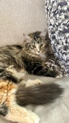 Lost Female Cat last seen City of etowah, Etowah, TN 37331