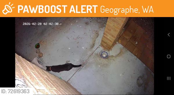 Found/Stray Unknown Cat last seen Wilmot park, Geographe, WA 6280