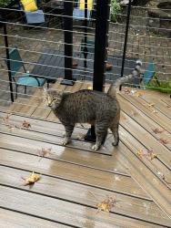 Lost Male Cat last seen Holly Springs Road and Cary Parkway, Cary, NC 27518