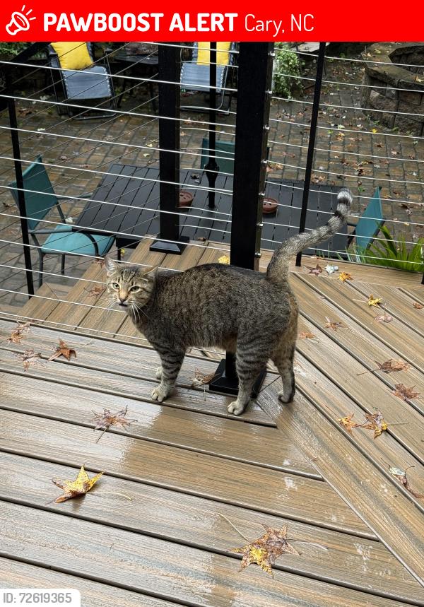 Lost Male Cat last seen Holly Springs Road and Cary Parkway, Cary, NC 27518