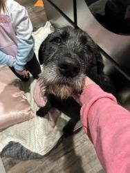 Found/Stray Male Dog last seen The Orchard hse Restaurant , Canyon County, ID 83607