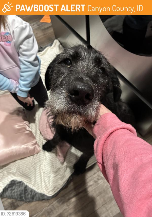 Found/Stray Male Dog last seen The Orchard hse Restaurant , Canyon County, ID 83607