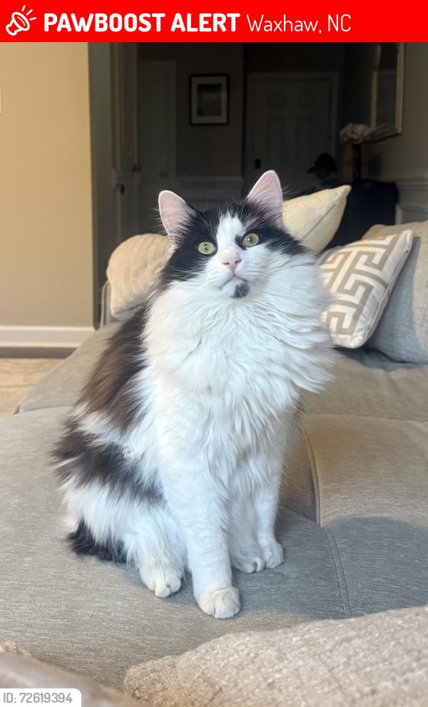 Lost Male Cat last seen Barrington neighborhood , Waxhaw, NC 28173