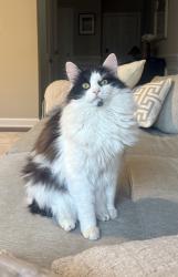 Lost Male Cat last seen Barrington neighborhood , Waxhaw, NC 28173