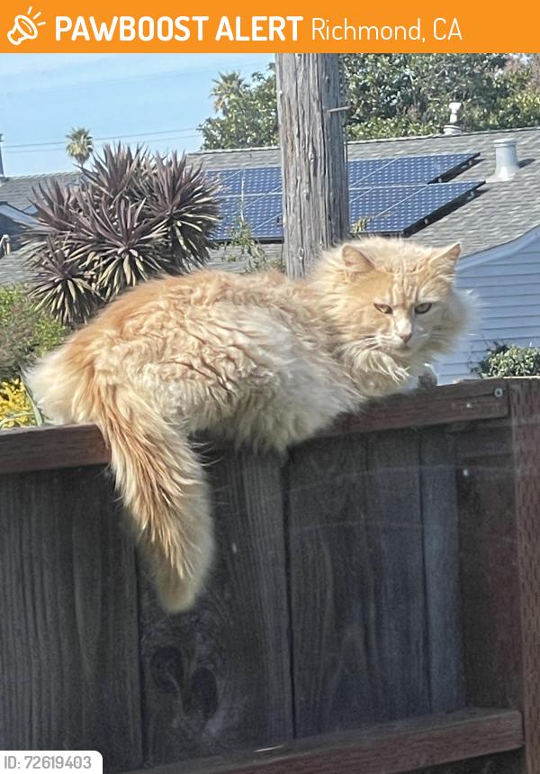 Found/Stray Unknown Cat last seen 34th and McBryde , Richmond, CA 94808