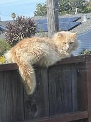 Found/Stray Unknown Cat last seen 34th and McBryde , Richmond, CA 94808