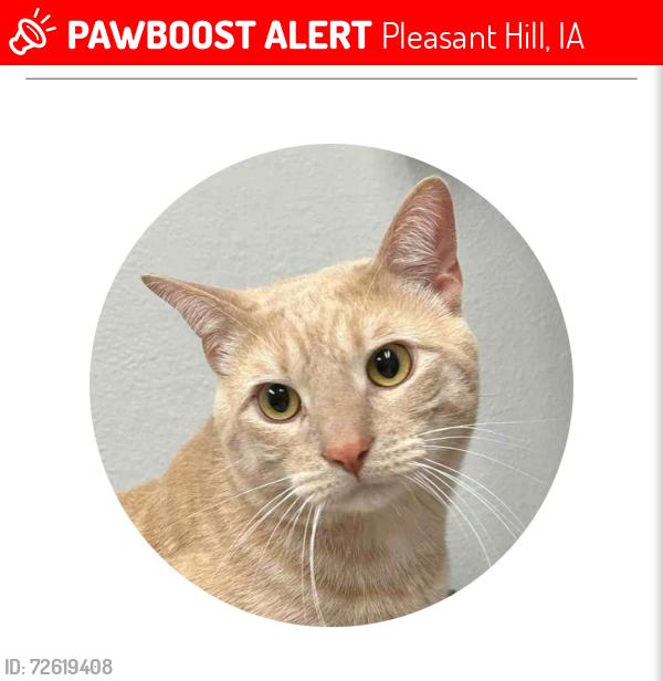 Lost Male Cat last seen 6191meacham dr , Pleasant Hill, IA 50327