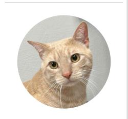 Lost Male Cat last seen 6191meacham dr , Pleasant Hill, IA 50327