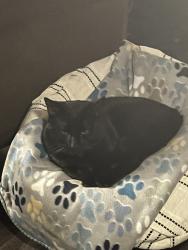 Lost Male Cat last seen Eppler and furnace and that's right between man Road and high school Road right off Kentucky Avenue area, Indianapolis, IN 46221