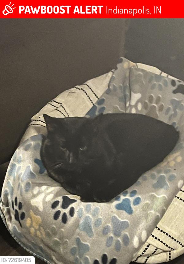 Lost Male Cat last seen Eppler and furnace and that's right between man Road and high school Road right off Kentucky Avenue area, Indianapolis, IN 46221