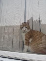 Lost Male Cat last seen Gorman Ave , Baltimore, MD 21223