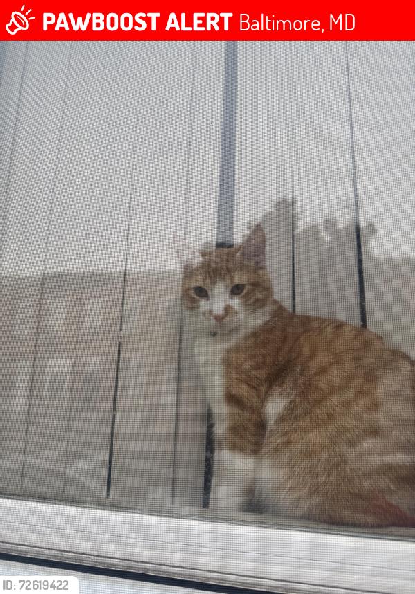 Lost Male Cat last seen Gorman Ave , Baltimore, MD 21223