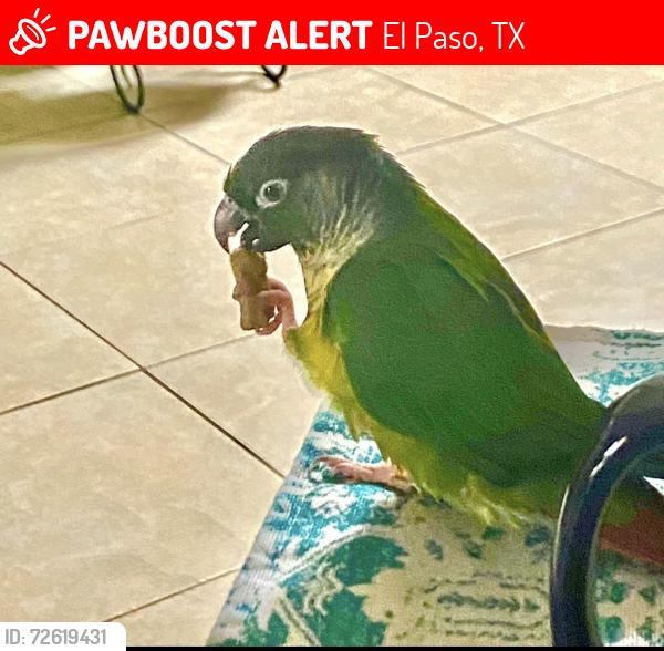 Lost Female Bird last seen Canary and George Orr, El Paso, TX 79915