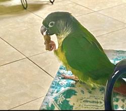 Lost Female Bird last seen Canary and George Orr, El Paso, TX 79915