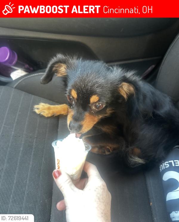 Lost Female Dog last seen St. Vincent DePaul thrift store, Cincinnati, OH 45232