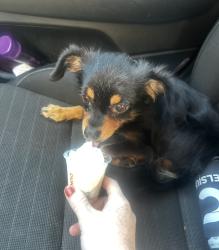 Lost Female Dog last seen St. Vincent DePaul thrift store, Cincinnati, OH 45232